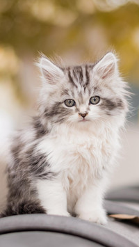 屋顶上的猫咪