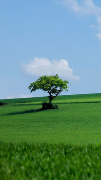 Green grass and blue sky