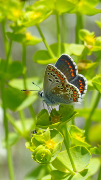 The Butterfly effect (4)