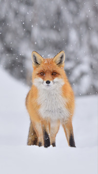 Red fox in the snowfall and natural winter environmental