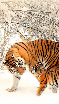 tiger (5)