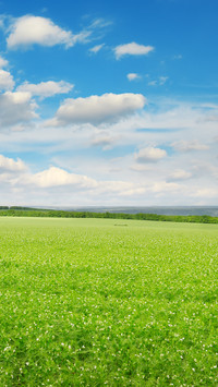 Green eye protection prairie wallpaper
