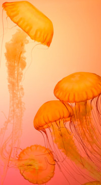 Underwater (7)