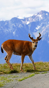 The red deer standing on the mountain