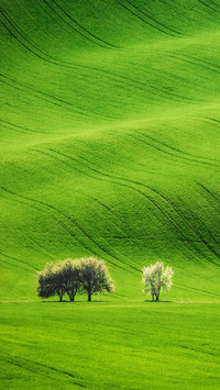 Field Waves with Blossoming Trees in Spring