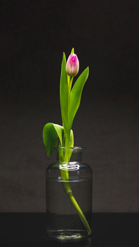 How to cultivate flowers without withering or yellowing 6