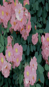 Flowers in memory