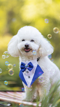 Dog2