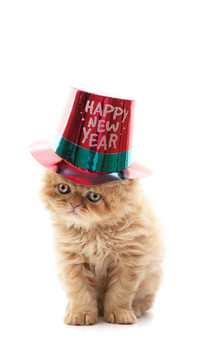 international_cat (2)