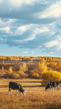 Step into the autumn palette 2