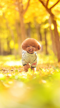 Teddy Teddy Teddy 8