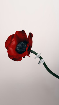钻石如花般恒久盛放