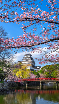 Spring cherry blossom-03