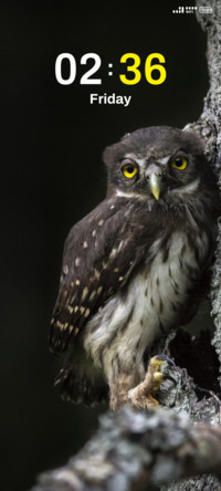 Angry Owl