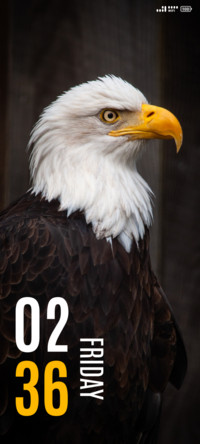 Bald Eagle