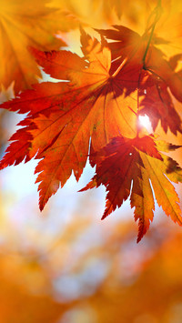 Autumn style