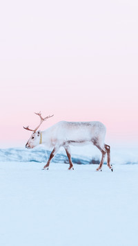 Lone reindeer with large antlers wandering in the snow