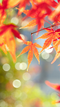 The deep autumn in the eyes of ancient people