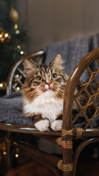 被宠坏的猫咪表现大盘点