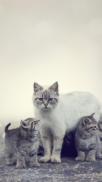 猫咪舔人模式