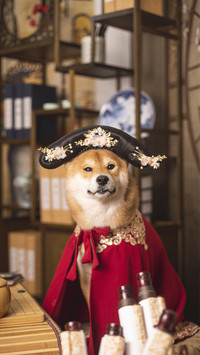 Various behaviors of dogs after making mistakes 5