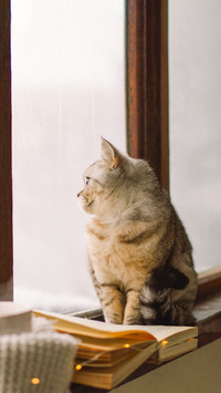 Grey cat on sill, watching weather