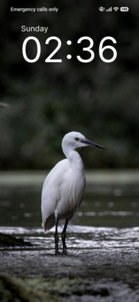 Snow Heron