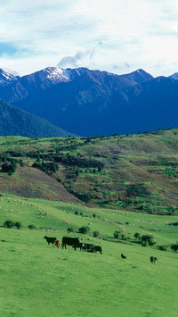 New zealands stunning and niche attractions