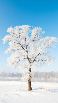 冰雪雾凇-拍信图库