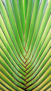 Green eye protection wallpaper