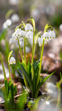 Spring