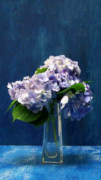 Recommended Flowers with High Beauty and Good Care 4