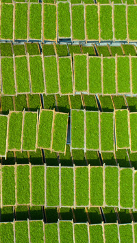 Geometric aesthetics in the drying yard 2