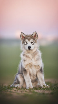 A three-month-old puppy of Alaskan malamute