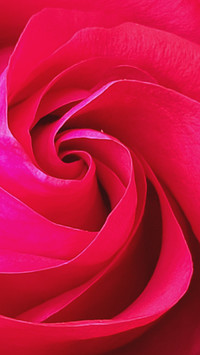 A red rose France