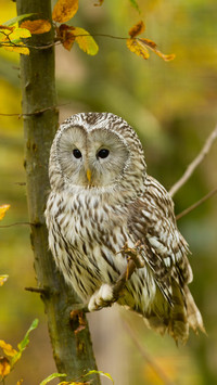 Cute animals-01