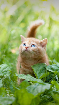 全球猫文化大赏