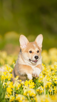 Pembroke Welsh Corgi Puppy Running on the Field with Flowers
