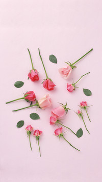 The meaning of different colored roses 91
