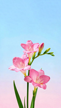 春信入怀 粉香初绽
