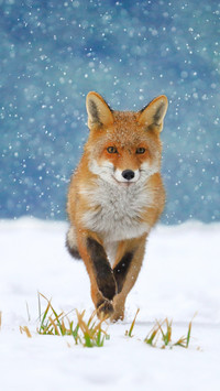 Red Fox (Vulpes Vulpes) on Winter Forest Meadow in Snowfall