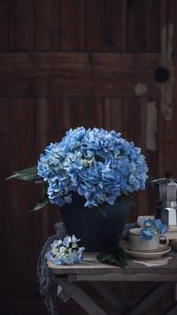 Blooming blue hydrangeas