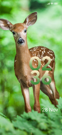 wildlife deer