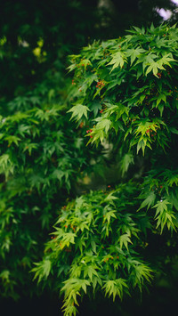 Grandmother green maple leaves