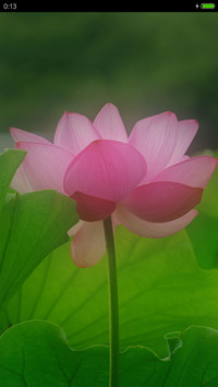 护眼荷花