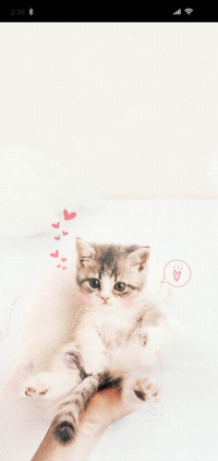 小猫咪
