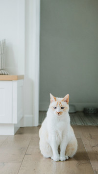 Cat Sitting on The Floor of The Room