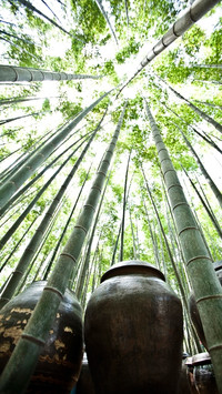Bamboo