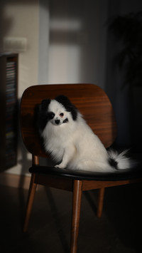 Little black and white spitz dog sitting on a chair