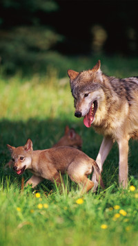 Animals that are good at running